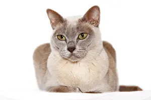 Feline Photography Drucke: Burmese cat