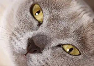 Burmese Cat Breed Drucke: Burmese cat