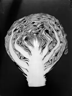 Vintage Plant Photography Drucke: Cabbage Cross-Section