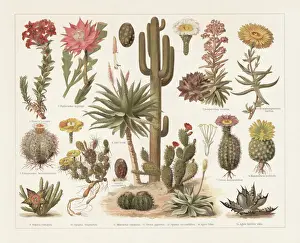 Antique Botanical Prints Drucke: Cacti, chromolithograph, published in 1897