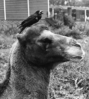 Chessington Zoo Animals Drucke: Camel And Rook
