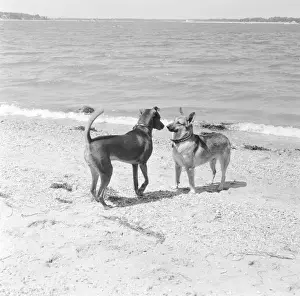 Black And White Dog Photography Drucke: Canine Confrontation