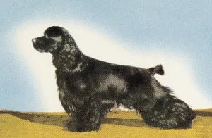 Fine Art Animal Paintings Drucke: Cocker Spaniel