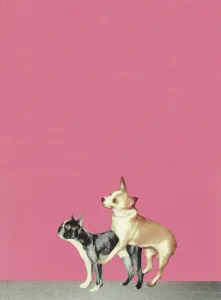 Hunde im Liebesakt