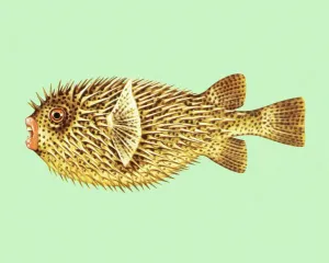 Drucke von Ein faszinierendes Kunstwerk, das die Schönheit des Pufferfisches in all seinen Facetten zeigt. Die detailreiche Illustration vermittelt ein Gefühl von Intimität und Nähe zu diesem einzigartigen Tier Pop-Art Drucke: Der Fisch mit dem gefährlichen Geheimnis
