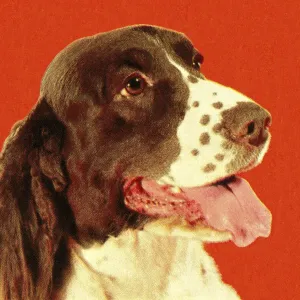 Sprungspaniell