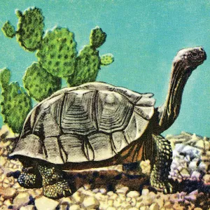 Environmental Conservation Art Drucke: Turtle