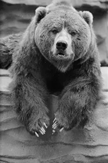 Käfigbär