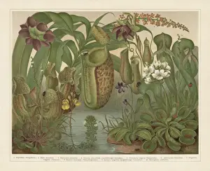 Botanisch Drucke: Fleischfressende Pflanzen, Chromolithographie, 1897 veröffentlicht.
