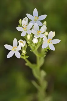 Austria Flowers Drucke: Centaury -Centaurium erythraea-, white flowers, Burgenland, Austria