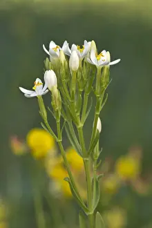 Austria Flowers Drucke: Centaury -Centaurium erythraea-, white flowers, Burgenland, Austria