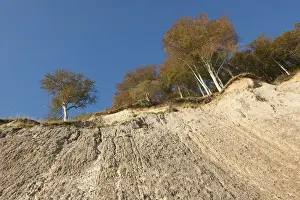 European Beech Forest Scene Drucke: Chalk cliffs and a beech forest in autumn