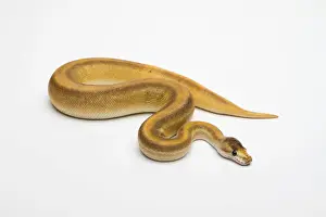 Drucke von Champagner-Zimt-Ball-Python oder Königssnake, weiblich -Python regius- Python Drucke: Zimt Champagner Bällchen Boa constrictor