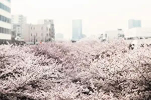Cherry Blossom Trees Drucke: Cherry trees in full bloom