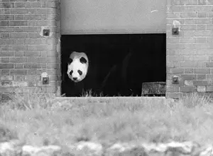 Bilder aus dem Jahr 1972: Chi Chi