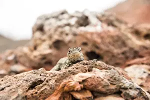 Isabela Island Ecuador Drucke: Chico Vulcano