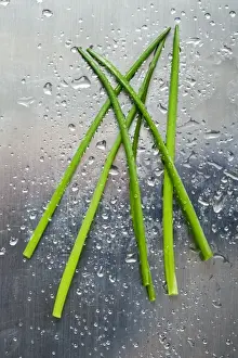 Aromatic Plants Drucke: Chives