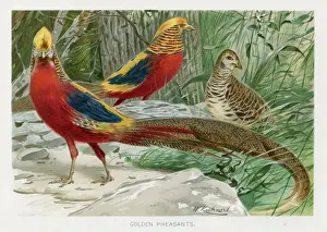 The Royal Natural History Book Drucke: chromolithograph 1896