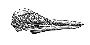Ancient History Illustration Drucke: Chthyosaurus platyodon