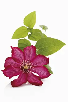 Floral Studio Photography Drucke: Clematis (Clematis)