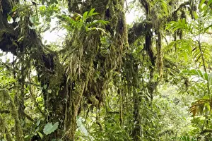 Tropical Climate Photography Drucke: Cloud forest vegetation, Monteverde, Puntarenas Province, Costa Rica, Central America