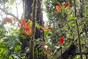 Cloud Forest Vegetation Drucke: Cloud forest vegetation, Monteverde, Puntarenas Province, Costa Rica, Central America