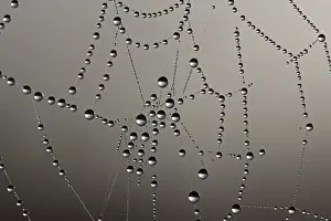 Dew Drop Macro Photography Drucke: Cobweb with dew drops