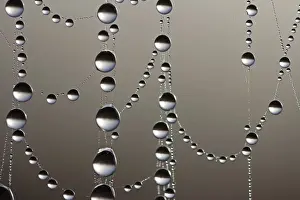 Dew Drop Close Up Drucke: Cobweb with dew drops, macro shot