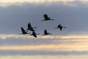 Atmospheric Mood Photography Drucke: Commom Cranes -Grus grus- in flight, Lower Saxony, Germany