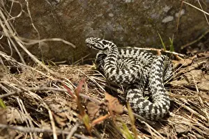Gemeine Echse (Vipera berus), Unterengadiner Alpen, Kanton Graubünden, Schweiz