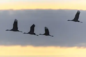 Evening Light Wildlife Photos Drucke: Common Cranes -Grus grus- in flight, Lower Saxony, Germany