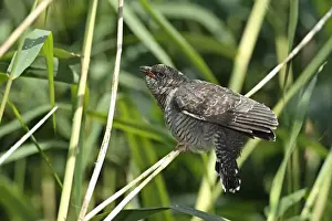 Gemeiner Kuckucksfuchs – Jungen Vogel , Sachsen-Anhalt , Deutschland