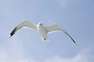 Gewöhnlicher Läufer (Larus canus)