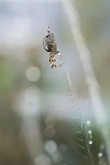 Southern Germany Animals In The Wild Drucke: Common orb-web spider -Araneus sp