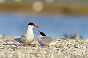 West Frisian Islands Animals Drucke: Common Terns -Sterna hirundo-, displaying
