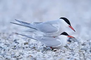 Bird Mating Habits Drucke: Common Terns -Sterna hirundo-, mating
