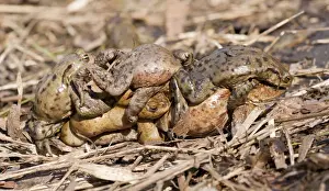 Gewöhnlicher Riesensalamander oder europäischer Teichsalamander-Bufo bufo-, mehrere Männchen im Amplexus mit einer Weibchen beim Paarungsprozess in Thüringen Deutschland