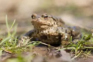 Thuringia Nature Photography Drucke: Common Toad or European Toad -Bufo bufo- on grass, Thuringia, Germany