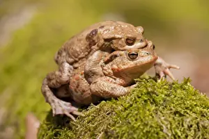 Animal Couple Photography Drucke: Common Toads -Bufo bufo-, mating, male clasping a female, amplexus, Thuringia, Germany