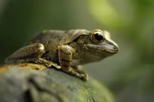 Gebrochener Baumfrosch oder Vierlinenbaumfrosch oder Weilippbäumfrosch-Polypedates leucomystax-Südostasien-Inseln Groß Sundas