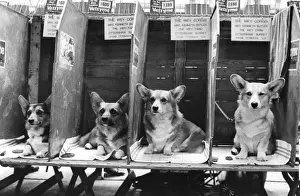 Kurzhaarhunde im Hundezirkel