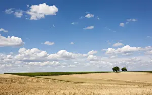 Persian Walnut Tree Drucke: Cornfields, Walnut Trees -Juglans regia- at the back