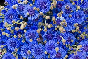 Centaurea Cyanus Images Drucke: Cornflower -Centaurea cyanus-