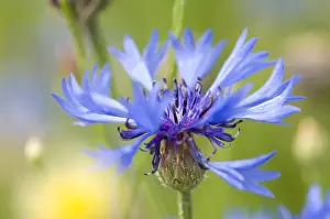 Blue Cornflower Drucke: Cornflower -Centaurea cyanus-