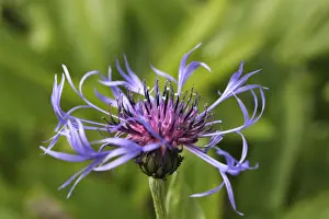 Selective Focus Technique Drucke: Cornflower -Centaurea cyanus-, flower