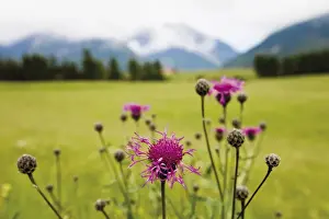 Centaurea Cyanus Species Drucke: Cornflower oder Bluebottle (Centaurea cyanus)