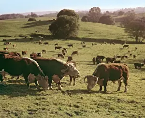 Rolling Hills Photography Drucke: Cows Grazing On A Hillside