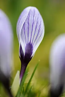 Crocus In Bloom Drucke: Crocus -Crocus-