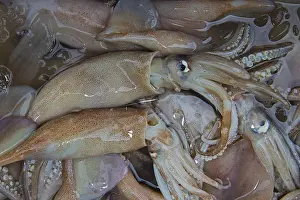 Bilder Datiert 27. November 2012: Kalmarische Meeresfrüchte wie Cuttentfisch und Tintenfisch sowie Calamaris oder Kalmarer