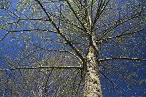Single Tree Landscape Drucke: Deciduous tree with emerging buds against a blue sky in spring, Lanaudiere, Quebec, Canada
